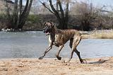 DOGUE ALLEMAND 201
